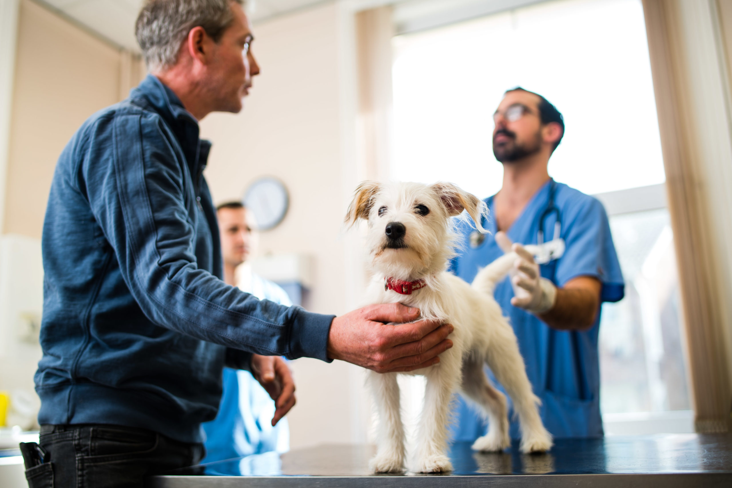 vet and cat
